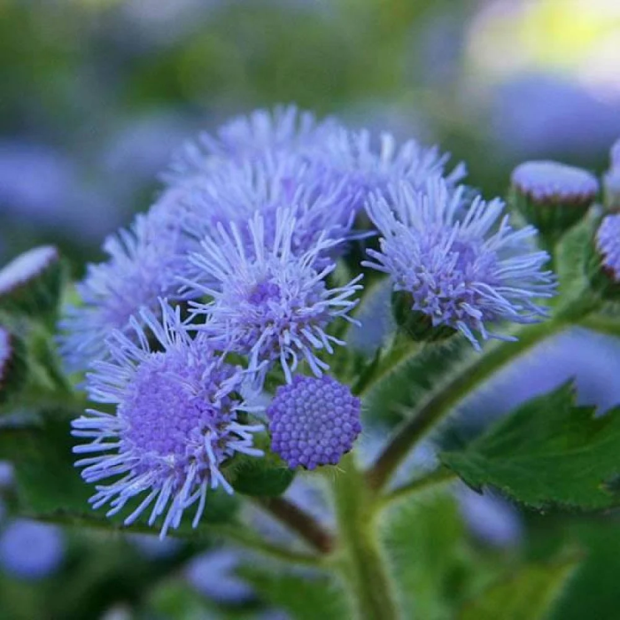 Ageratum Seeds – Floss

