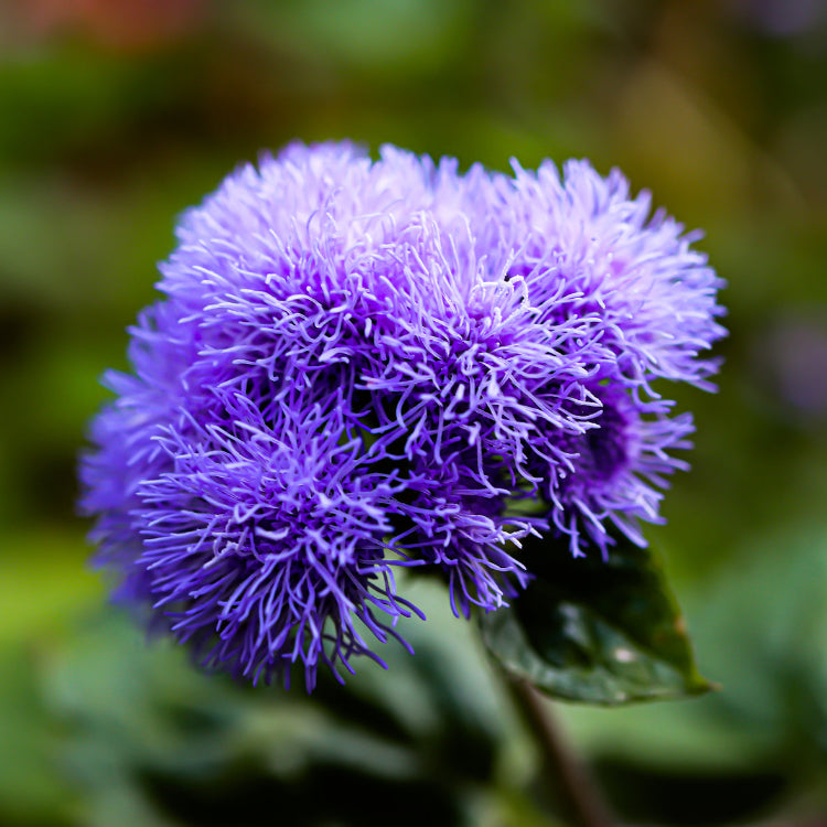 Ageratum Seeds – Floss

