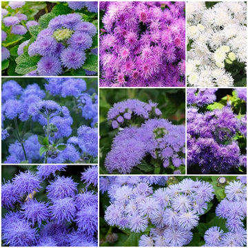 Ageratum Seeds