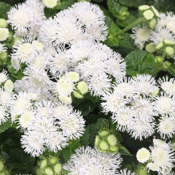 Ageratum Seeds - White
