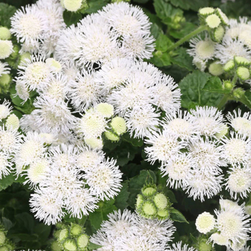 Ageratum Seeds - White
