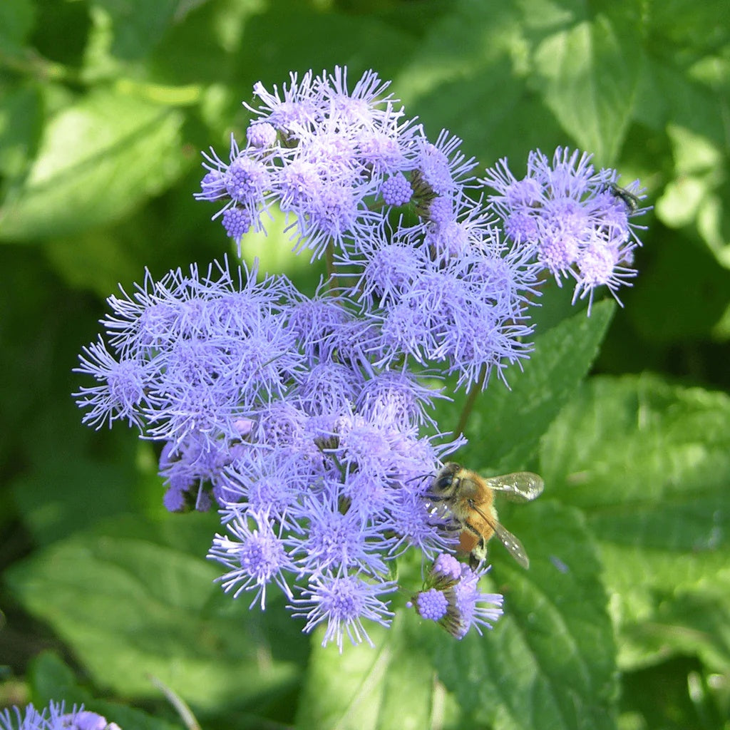 Ageratum Seeds – Blue Mist Hardy
