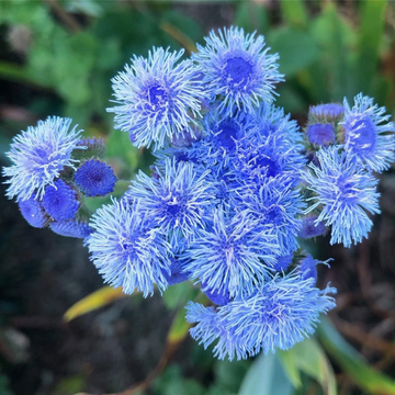 Ageratum Seeds – Floss
