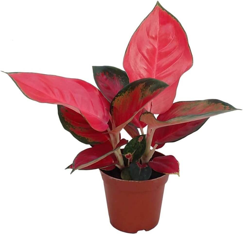 Aglaonema Seeds –  Ornamental windflower