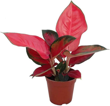 Aglaonema Seeds –  Ornamental windflower