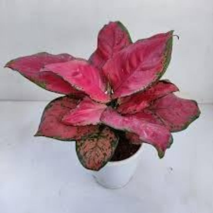 Aglaonema Seeds –  Ornamental windflower