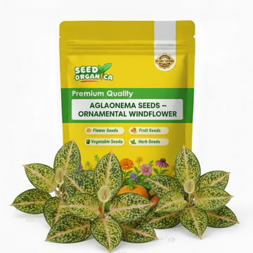 Aglaonema Seeds –  Ornamental windflower