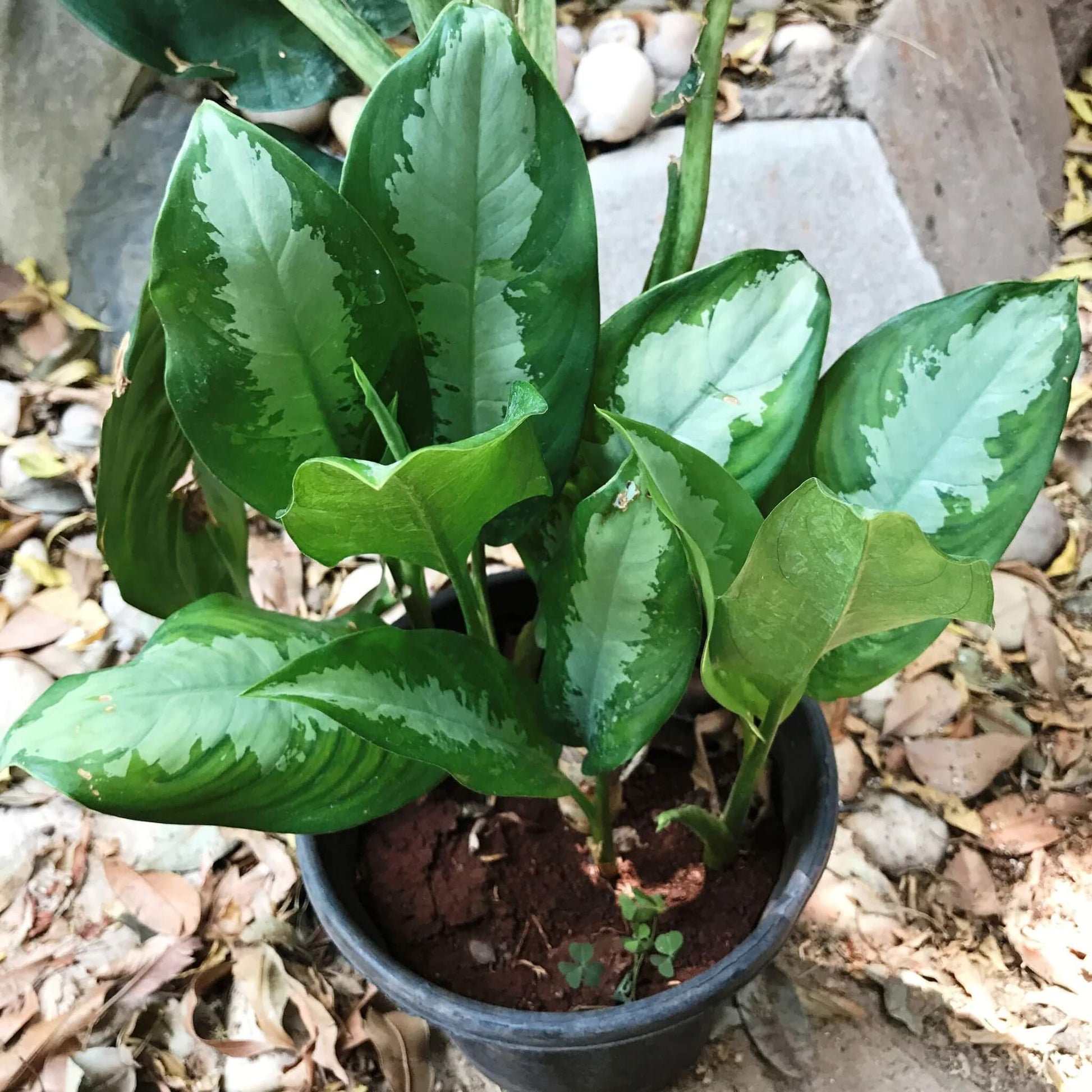 Aglaonema Variegated Seeds