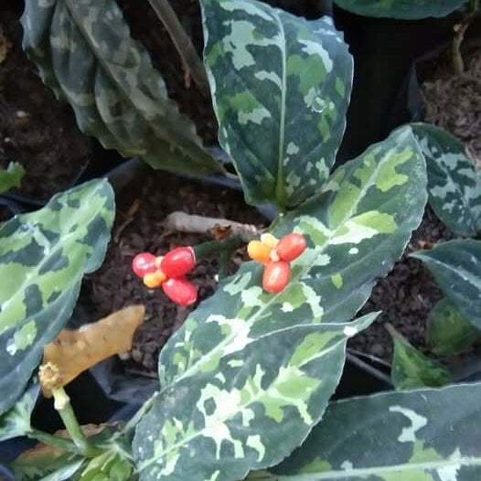 Aglaonema Variegated Seeds