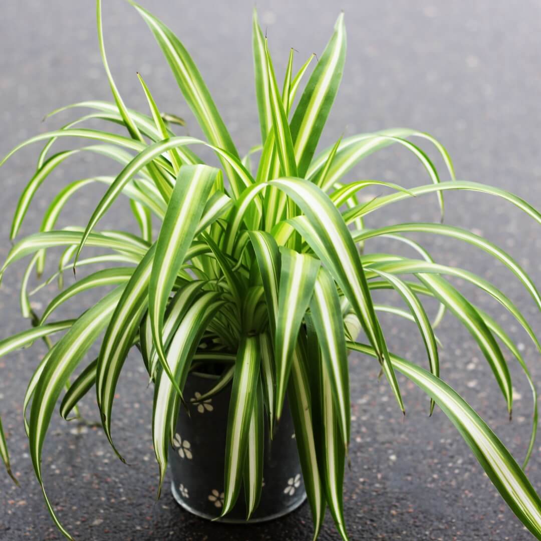 Airplane Plant Seeds
