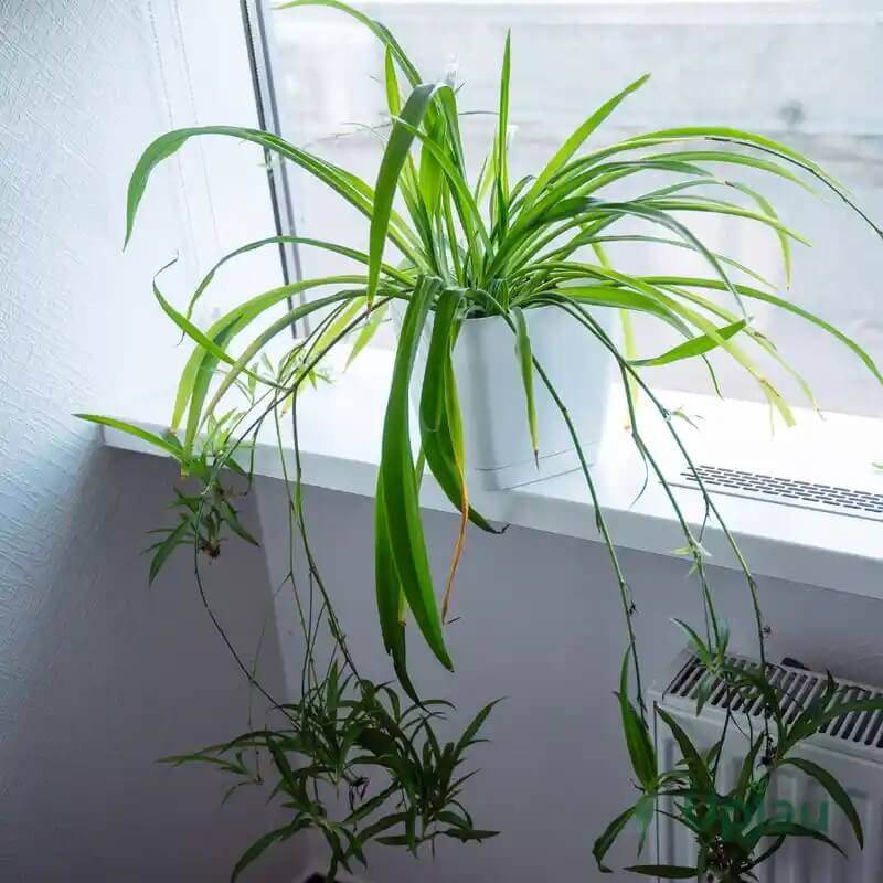 Airplane Plant Seeds