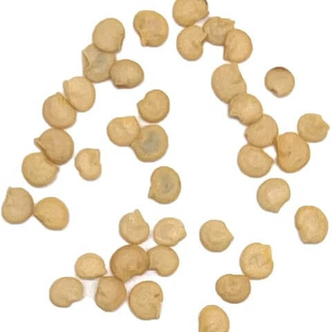 Aji Brazilian Starfish Pepper Seeds 