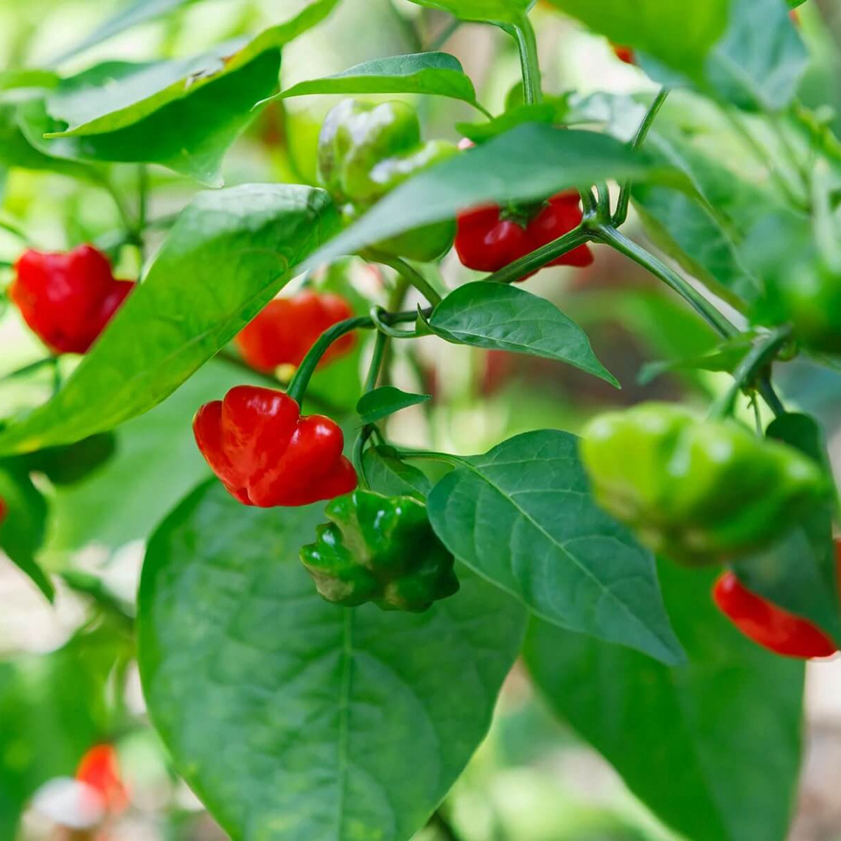 Aji Brazilian Starfish Pepper Seeds 