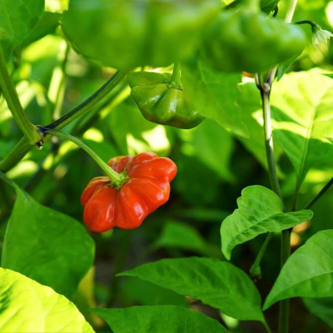 Aji Brazilian Starfish Pepper Seeds 