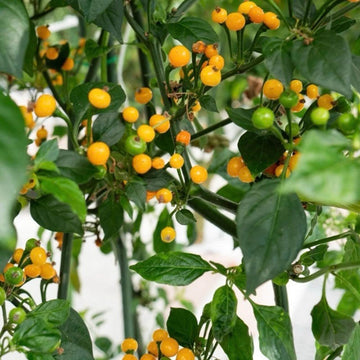 Aji Charapita Hot Pepper Seeds