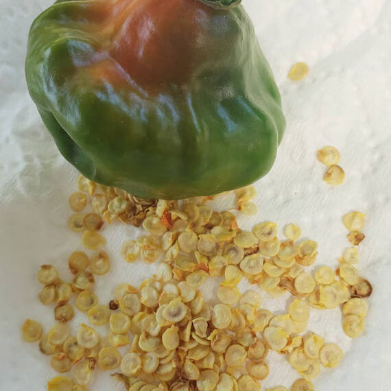 Aji Cubano Dulce Cachucha Pepper Seeds