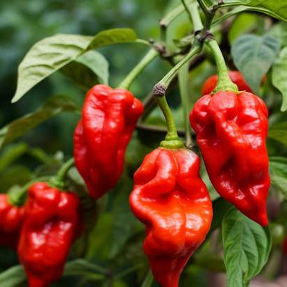 Aji Dulce Seeds – Ajicito Sweet Pepper
