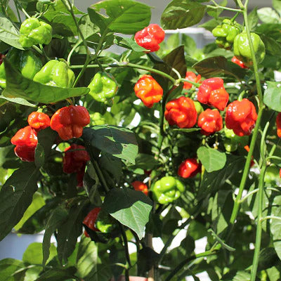 Aji Dulce Seeds – Ajicito Sweet Pepper
