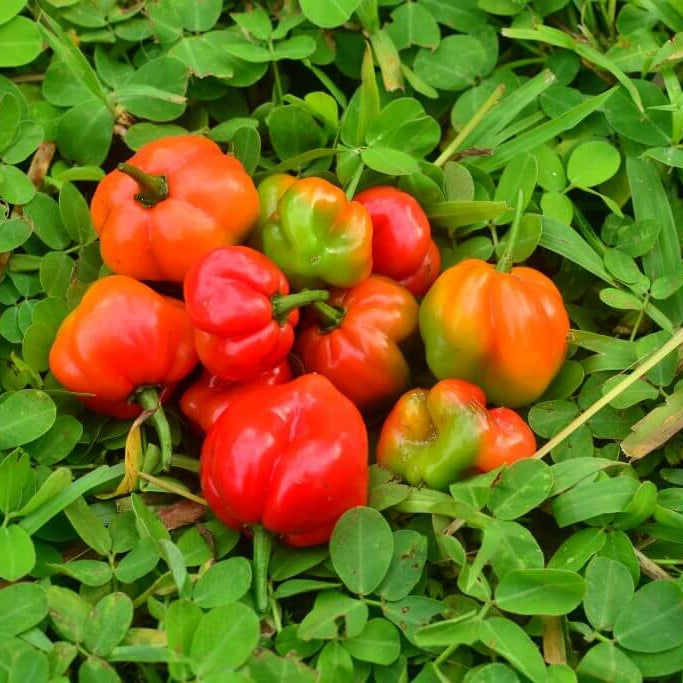 Aji Dulce Pepper Seeds