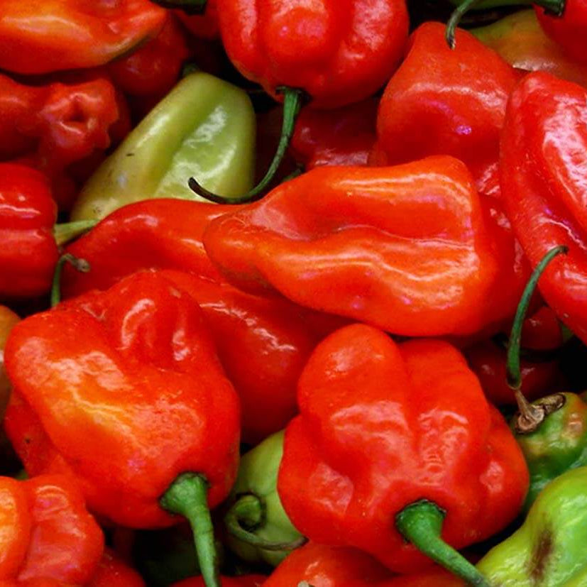 Aji Dulce Seeds – Sweet Pepper
