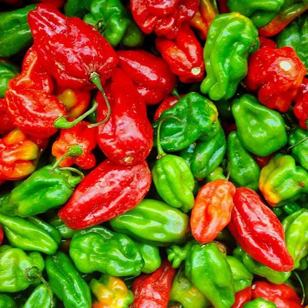 Aji Dulce Seeds – Sweet Pepper
