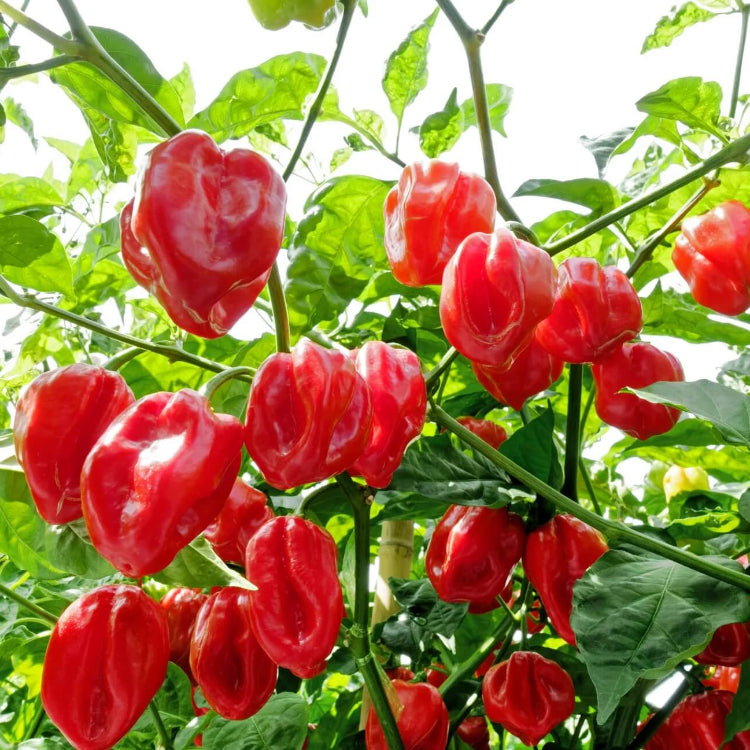 Aji Dulce Type Pepper Seeds