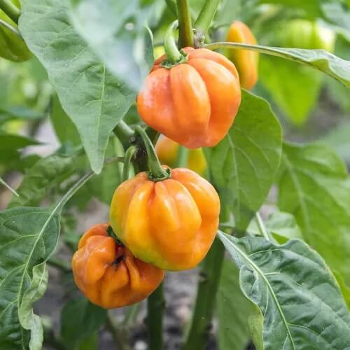 Aji Dulce Type Pepper Seeds