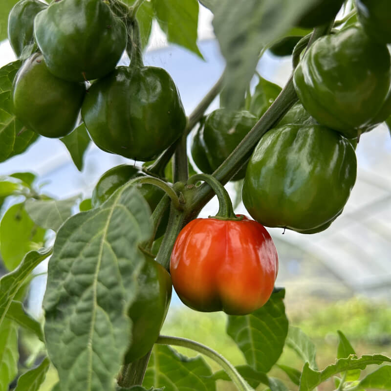 Aji Dulce Type Pepper Seeds