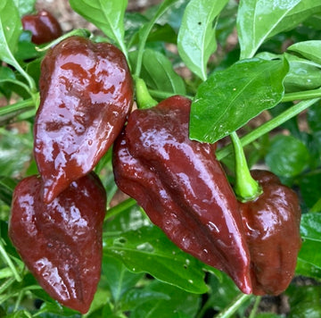 Aji Panca Seeds - Chocolate
