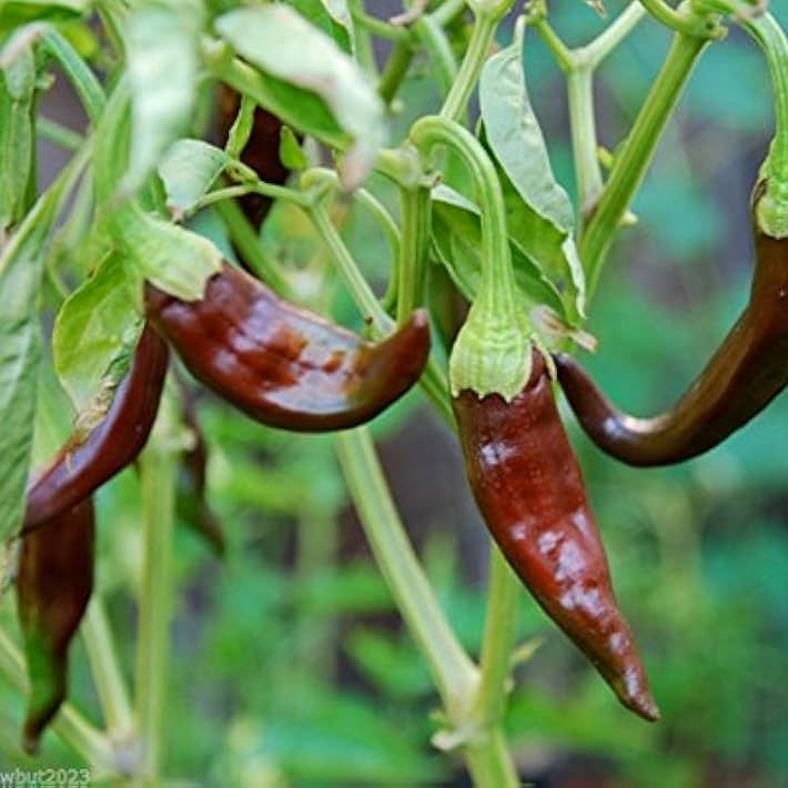 Aji Panca Seeds - Chocolate
