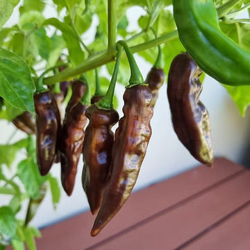 Aji Panca Seeds - Chocolate
