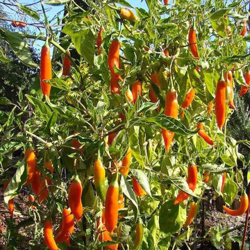 Aji Pepper Seeds 
