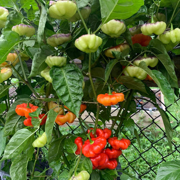 Ajicito Sweet Pepper Aji Dulce Seeds