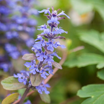 Ajuga Reptans Seeds