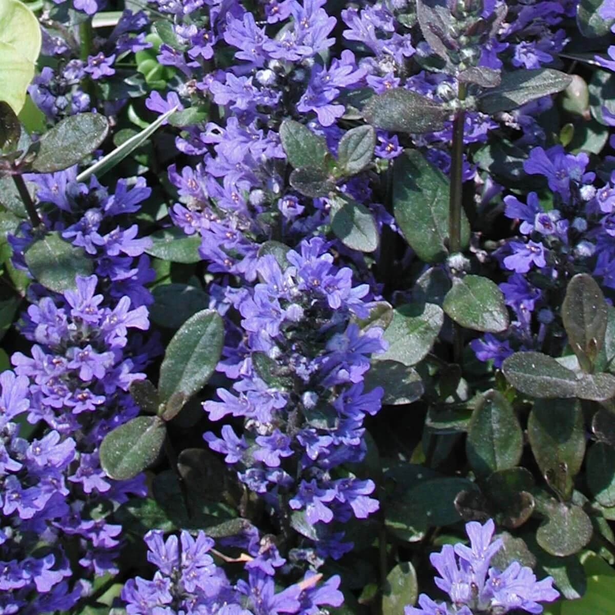 Ajuga Reptans Seeds - Flower Plant