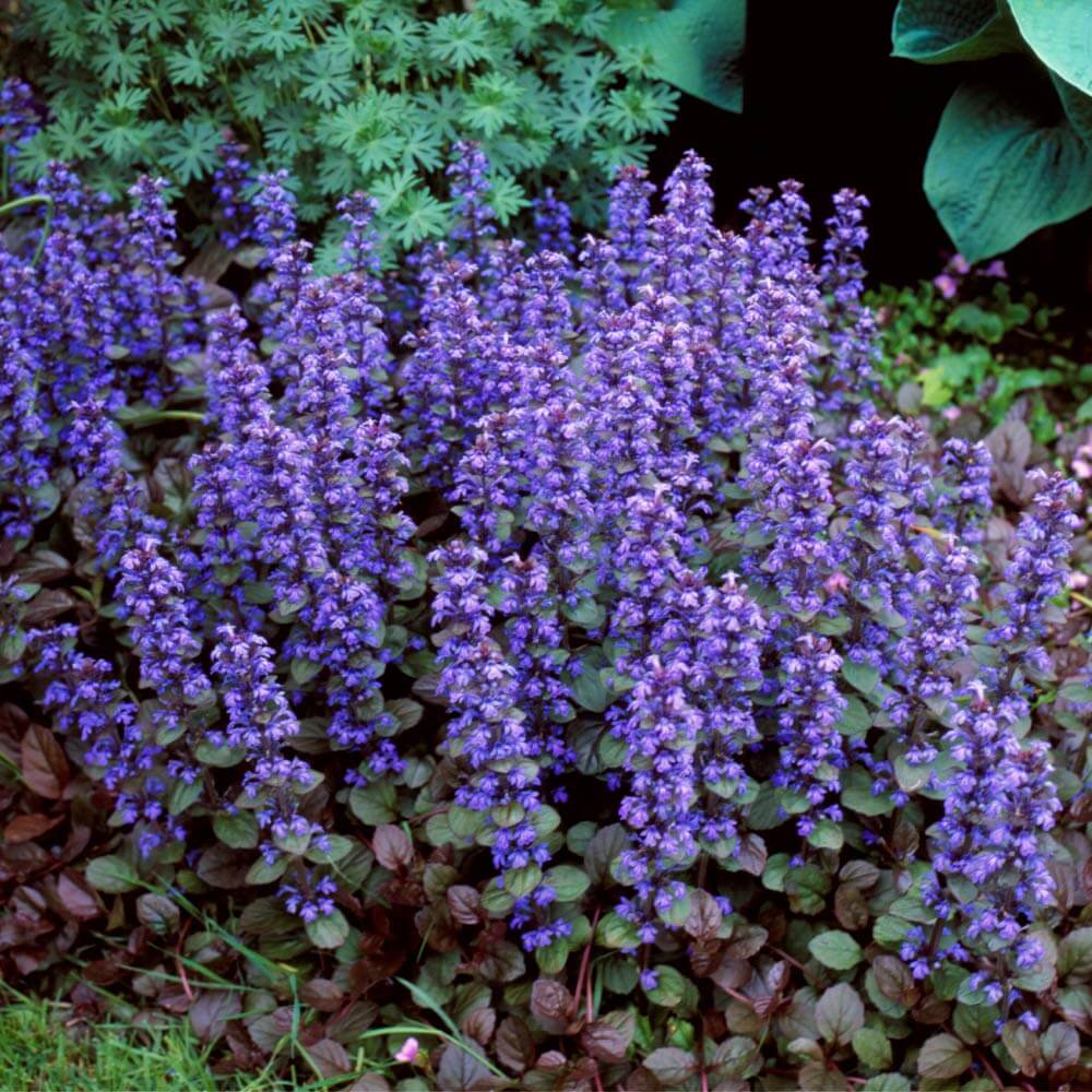 Ajuga Reptans Seeds - Flower Plant