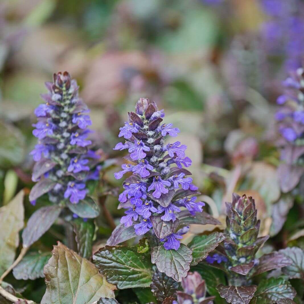 Ajuga Reptans Seeds for PlantingAjuga Reptans Seeds for Planting