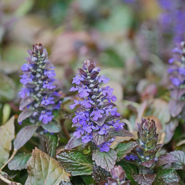 Ajuga Reptans Seeds for PlantingAjuga Reptans Seeds for Planting