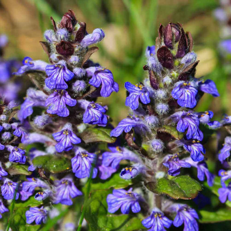 Ajuga Reptans Seeds for Planting