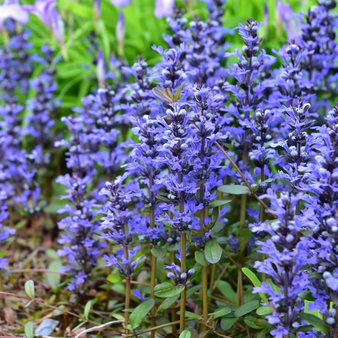 Ajuga Reptans Seeds for Planting