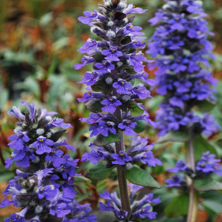 Ajuga Seeds