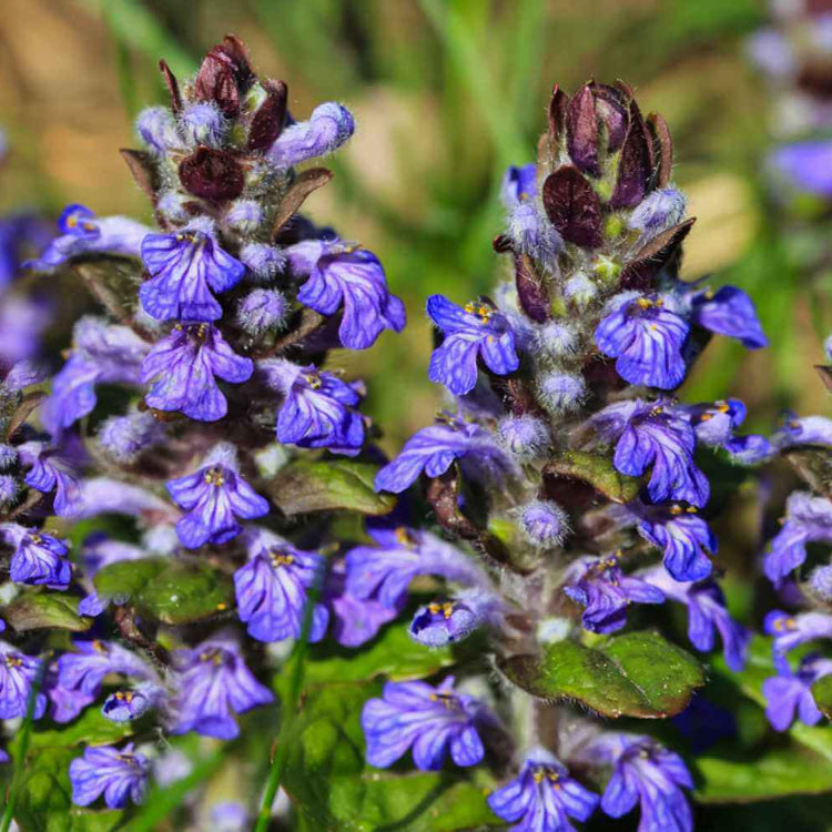 Ajuga Seeds