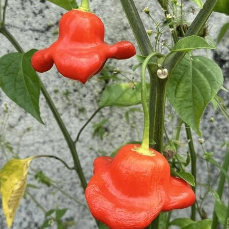 Aka Chapeau Pepper Seeds