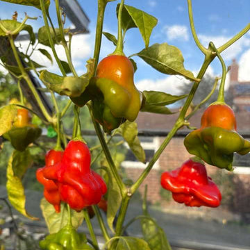 Aka Chapeau Pepper Seeds