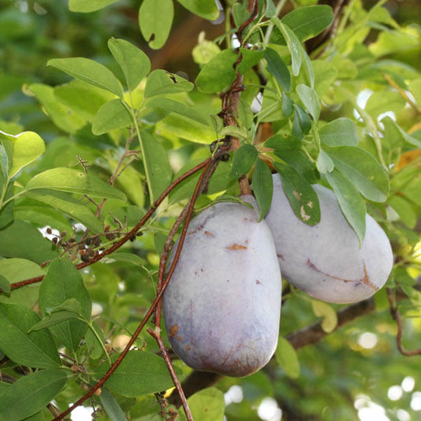 Akebia Trifoliata Seeds - Fruit Plant