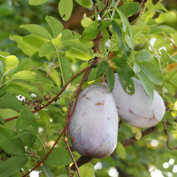 Akebia Trifoliata Seeds - Fruit Plant