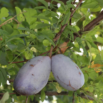 Akebia Trifoliata Seeds - Fruit Plant