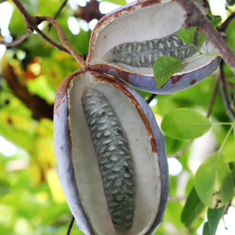 Akebia Trifoliata Seeds - Fruit Plant