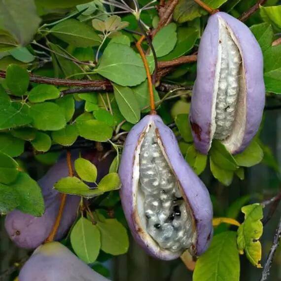 Akebia Trifoliata Seeds 