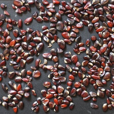 Akebia Trifoliata Seeds 
